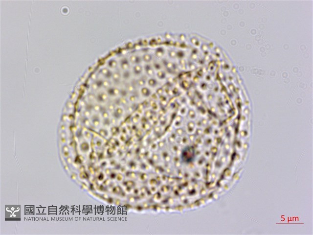 大香葉樹藏品圖，第3張