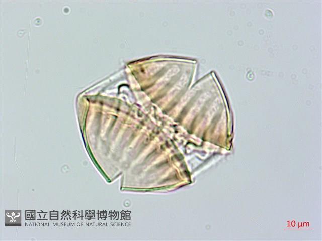 長毛遠志藏品圖，第3張