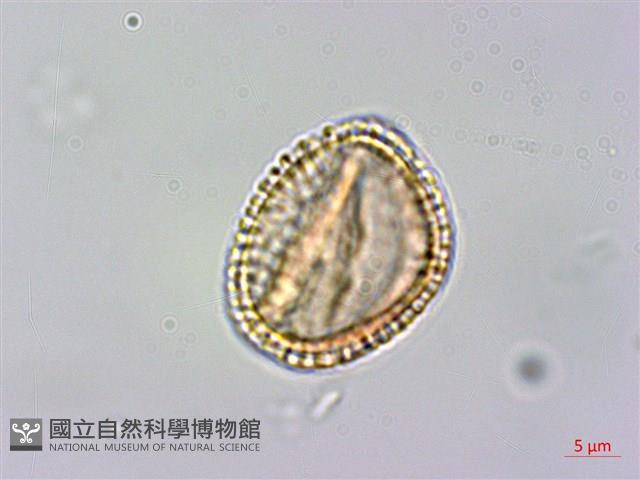 大葉木犀藏品圖，第4張