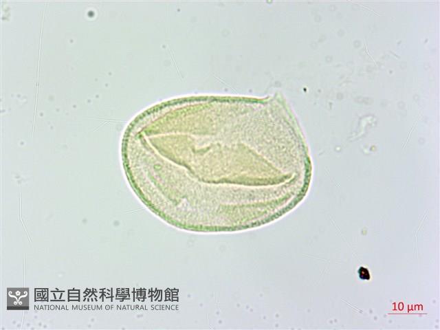 米碎柃木藏品圖，第3張