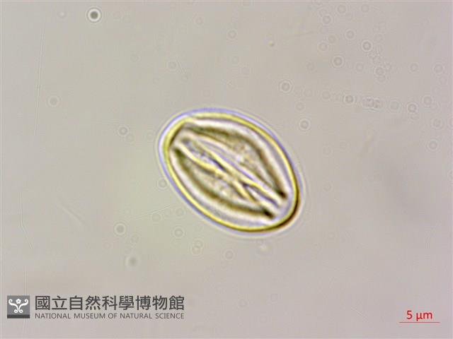 小花山茉莉藏品圖，第3張