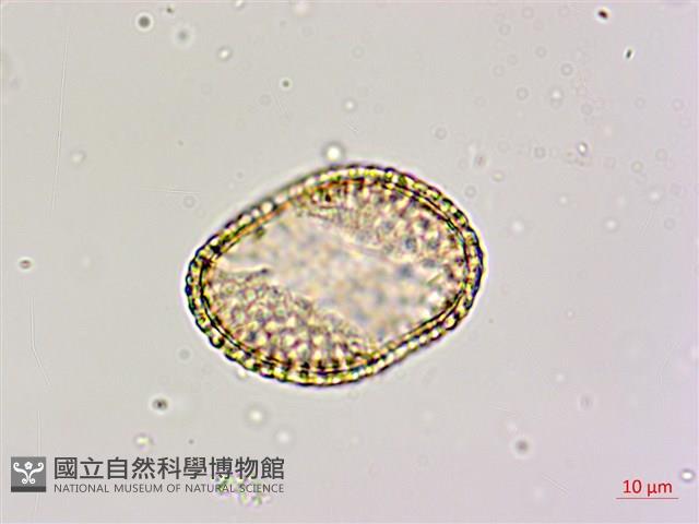 蘭嶼山檳榔、山檳榔藏品圖，第4張