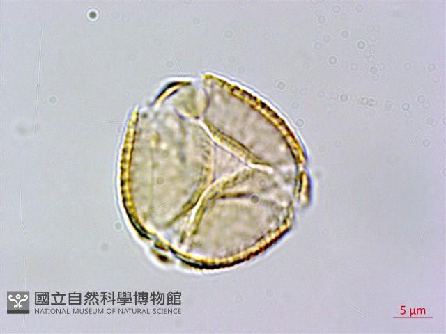 玉山金梅藏品圖，第3張