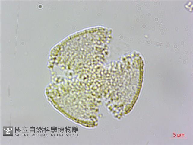 串鼻龍藏品圖，第4張