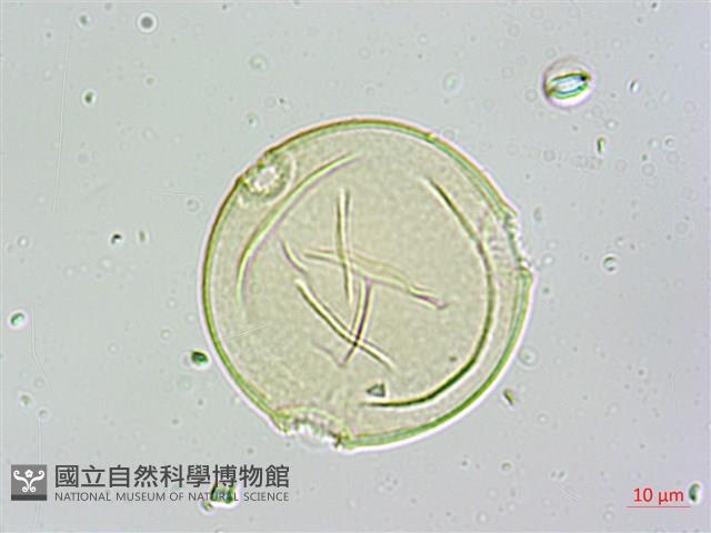 登錄號:S109598藏品圖，第4張
