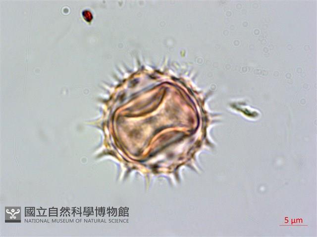 小白花鬼針藏品圖，第3張