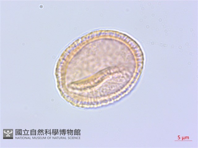 牛防風藏品圖，第3張