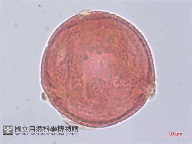 草梧桐藏品圖，第3張