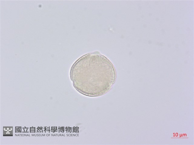 峨參藏品圖，第3張