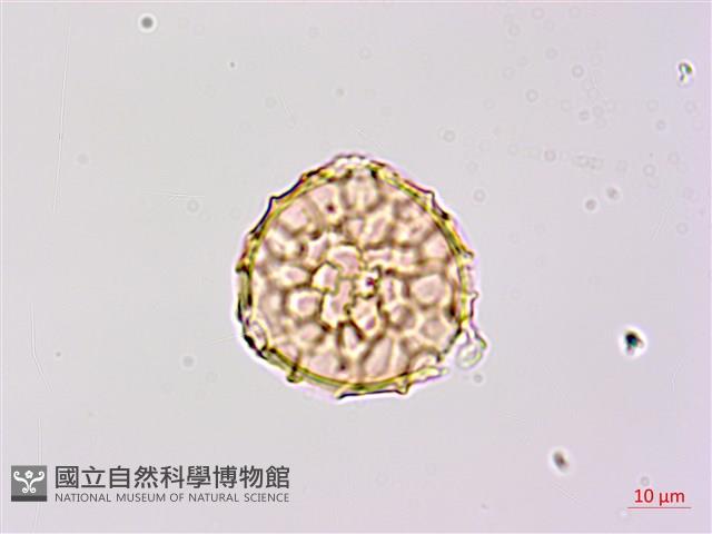 小豇豆藏品圖，第3張