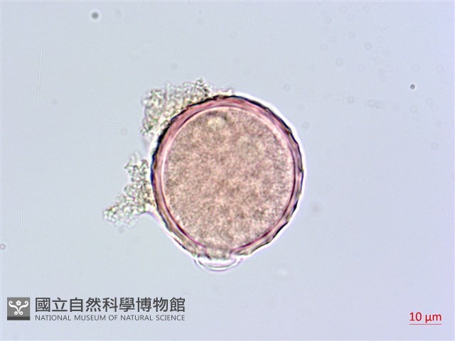 小葉豇豆藏品圖，第3張