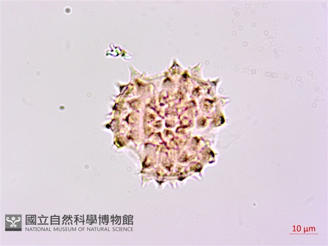 山菊藏品圖，第3張