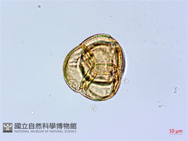 凹葉越橘藏品圖，第3張