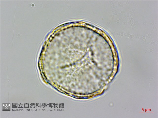 鹿場毛茛藏品圖，第3張