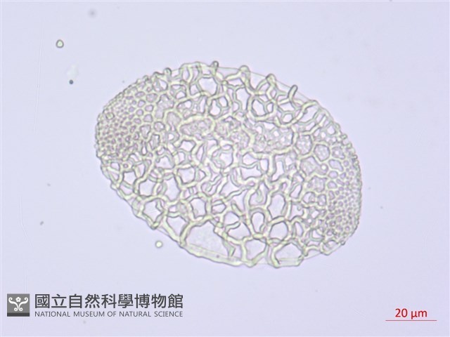 臺灣百合藏品圖，第4張