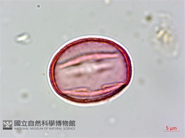 青剛櫟、鐵椆藏品圖，第4張