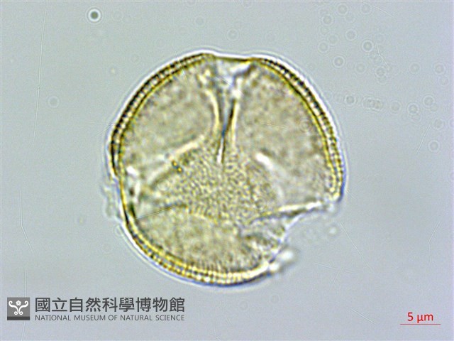 厚葉龍膽藏品圖，第3張
