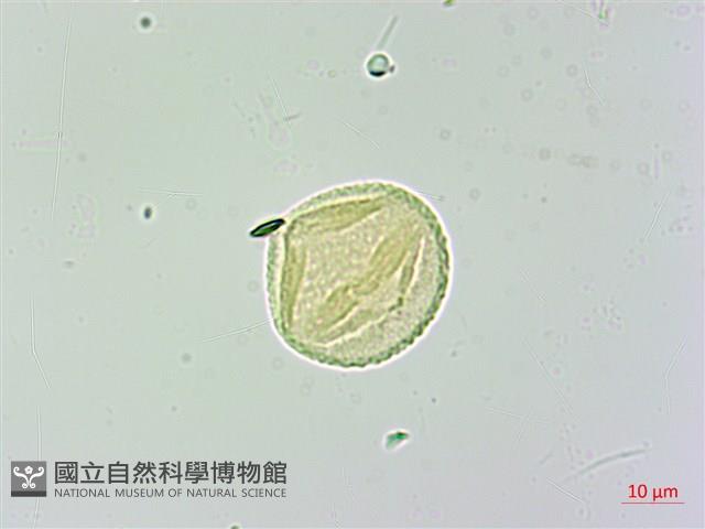 武威山烏皮茶藏品圖，第3張