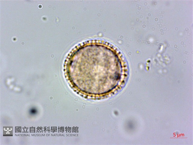假三腳虌藏品圖，第4張