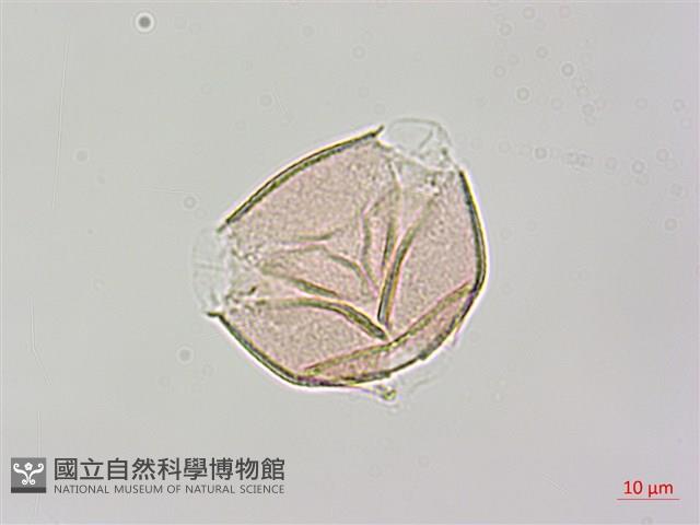 烏皮九芎、奮起湖野茉莉藏品圖，第3張