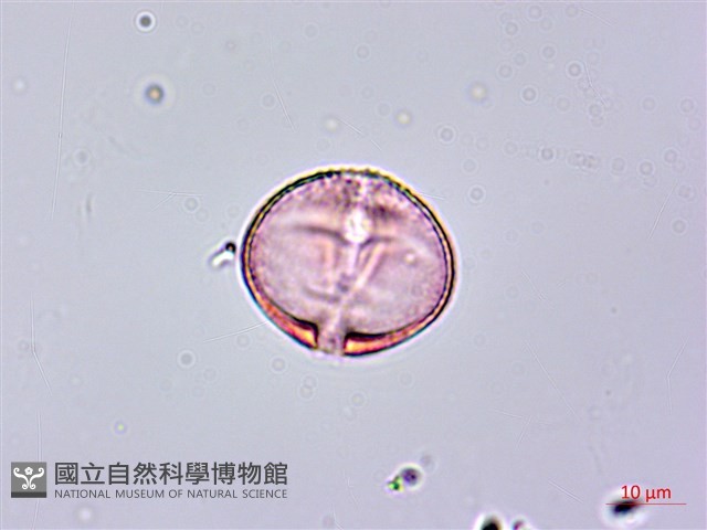 異葉珍珠菜藏品圖，第3張