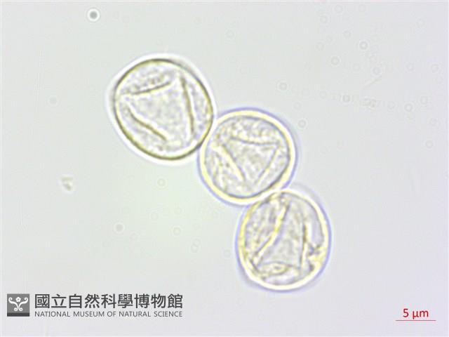 野苧麻藏品圖，第3張