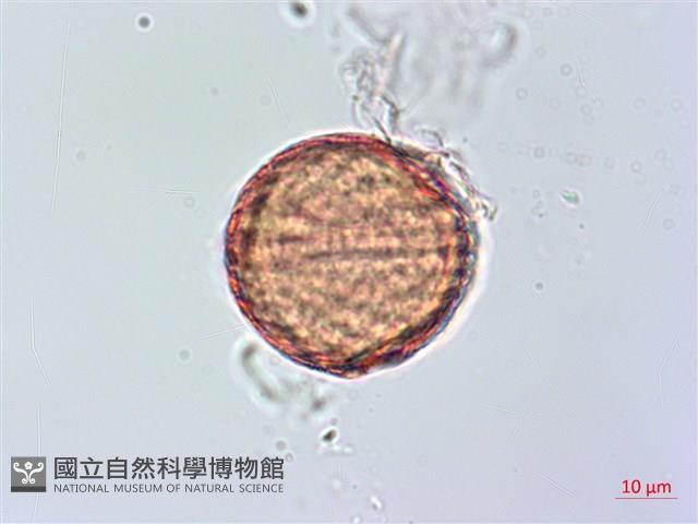 恆春半插花藏品圖，第4張