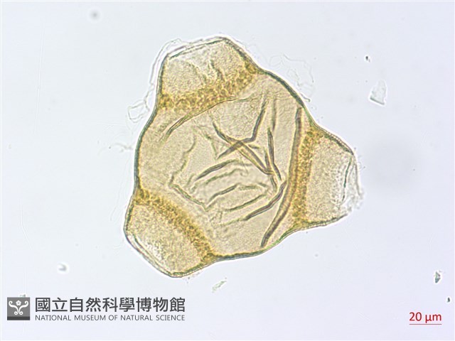 待宵草藏品圖，第4張
