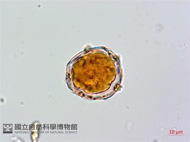 蘭嶼絡石藏品圖，第4張