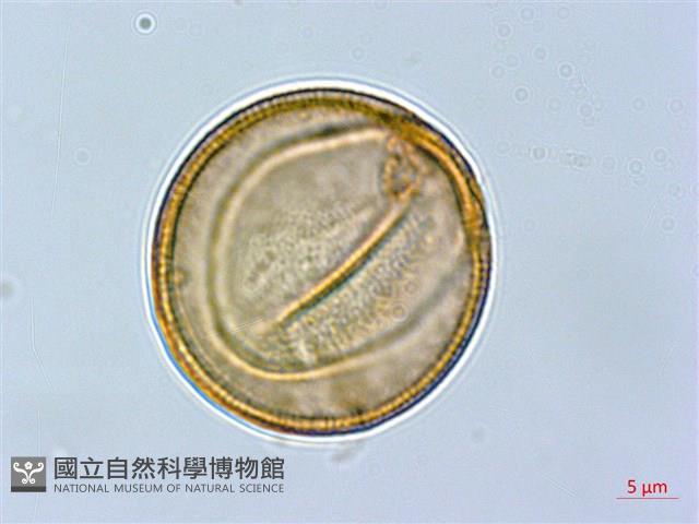 齒果酸模藏品圖，第3張