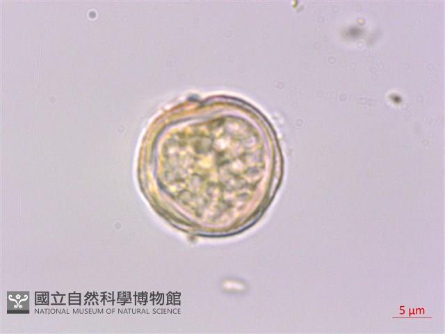 登錄號:S041968藏品圖，第3張