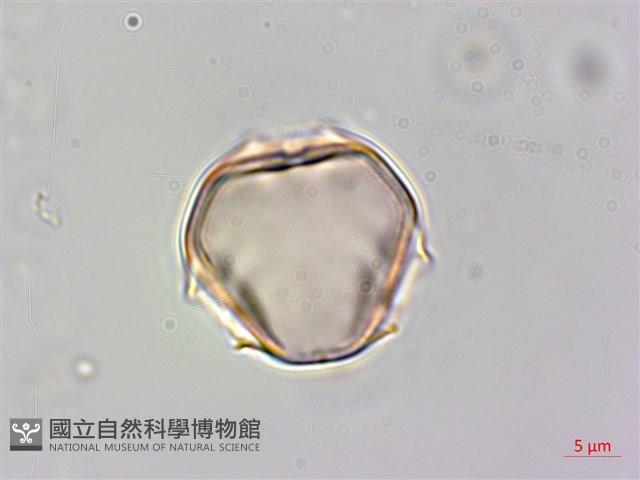 毛酸漿藏品圖，第3張