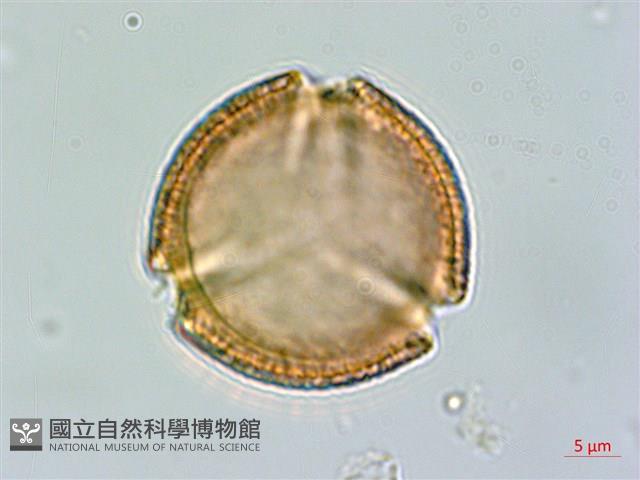 虎杖、黃藥子藏品圖，第3張