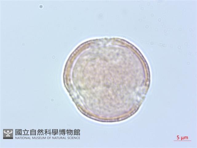 臺灣鐵線蓮藏品圖，第4張