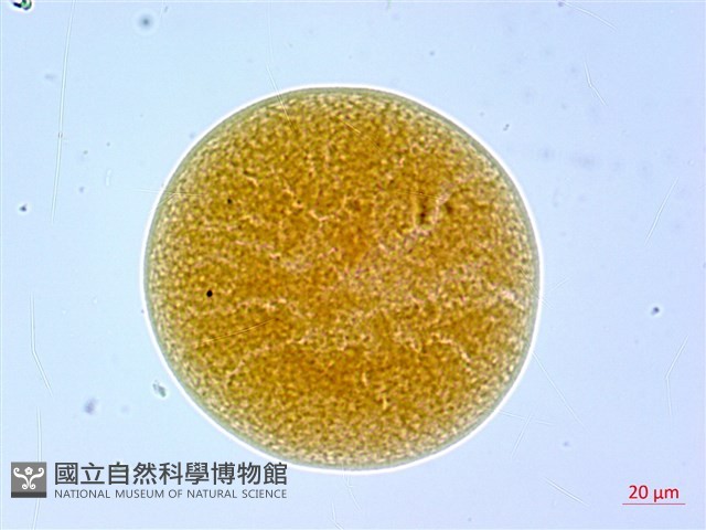葛瑪蘭芭蕉藏品圖，第3張
