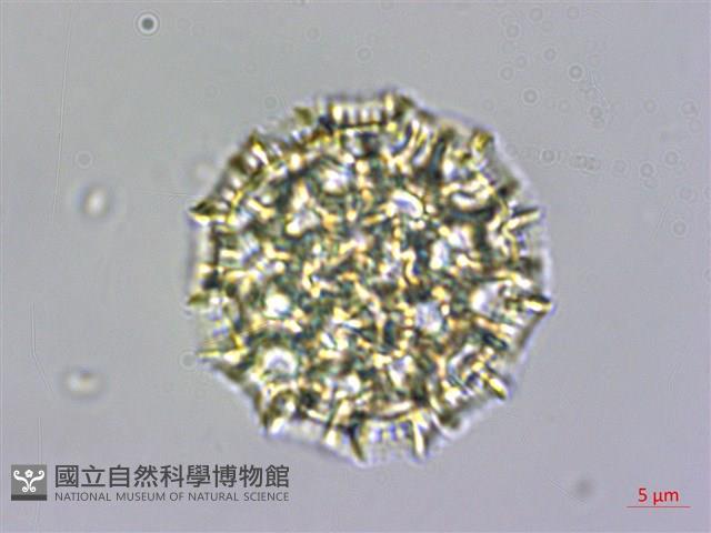 安旱草藏品圖，第4張