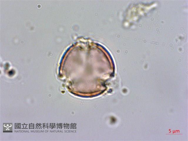 杉葉佛甲草藏品圖，第4張