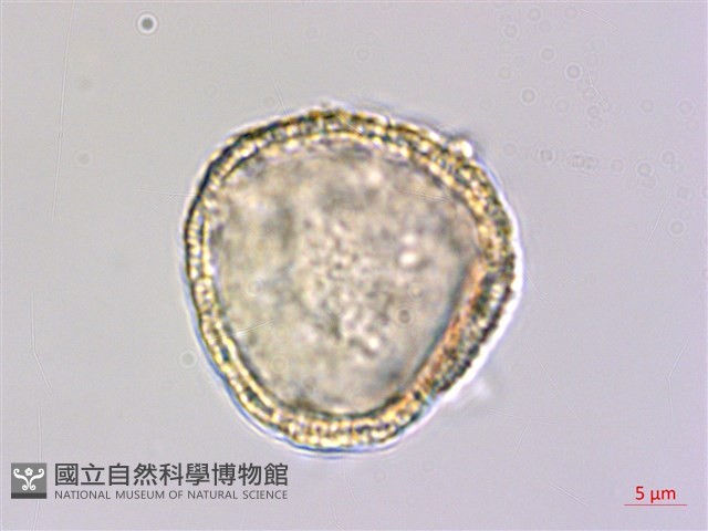 登錄號:S148248藏品圖，第3張