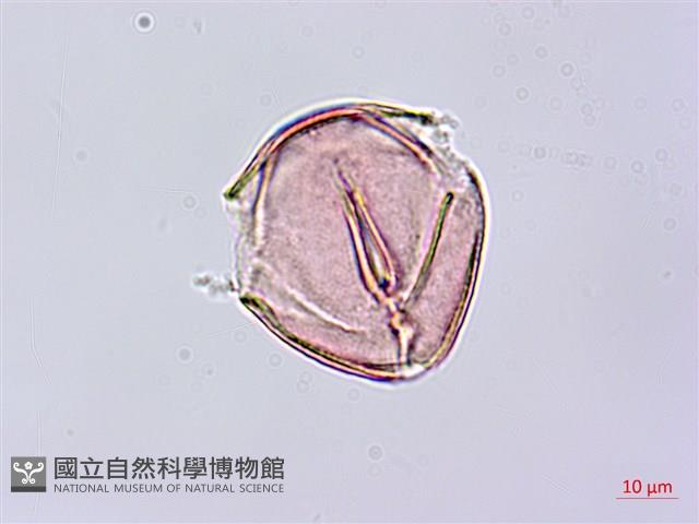 烏皮九芎、奮起湖野茉莉藏品圖，第3張