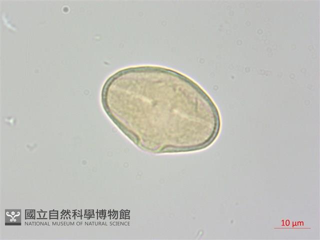 雅江棱子芹藏品圖，第3張