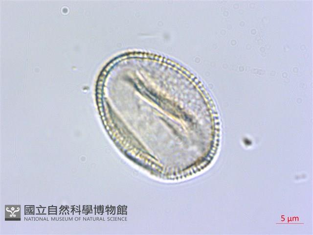 臺灣瑞木藏品圖，第3張