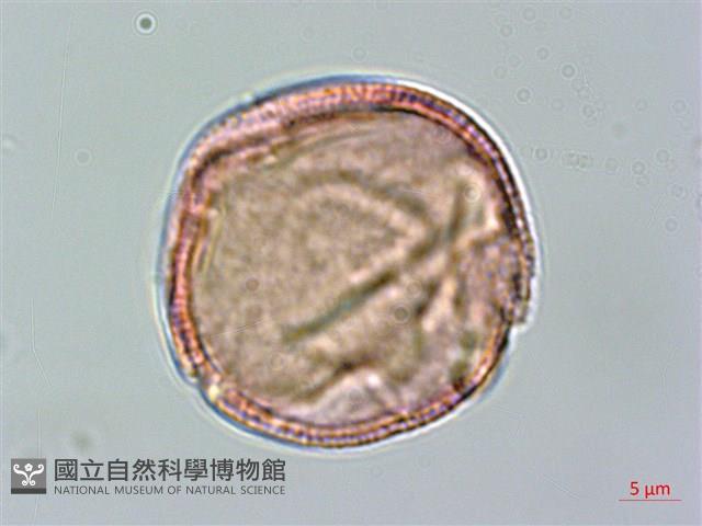 登錄號:S094348藏品圖，第3張