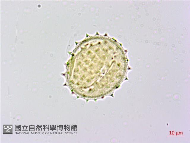 黃花三七草藏品圖，第4張