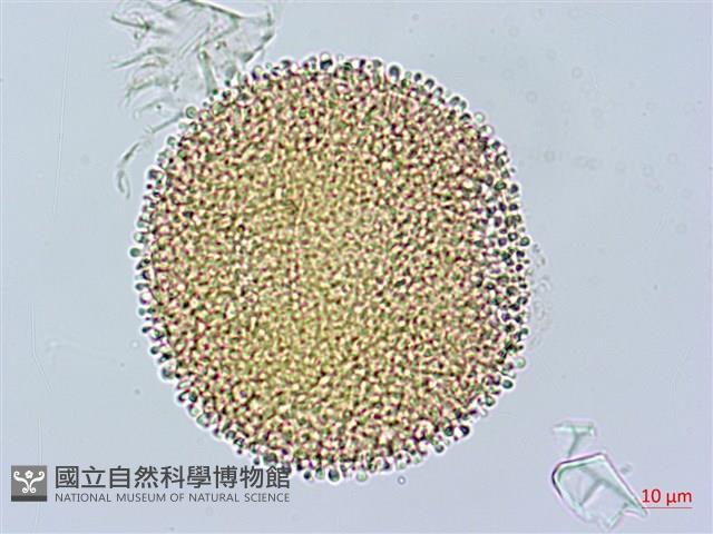 老鸛草藏品圖，第3張