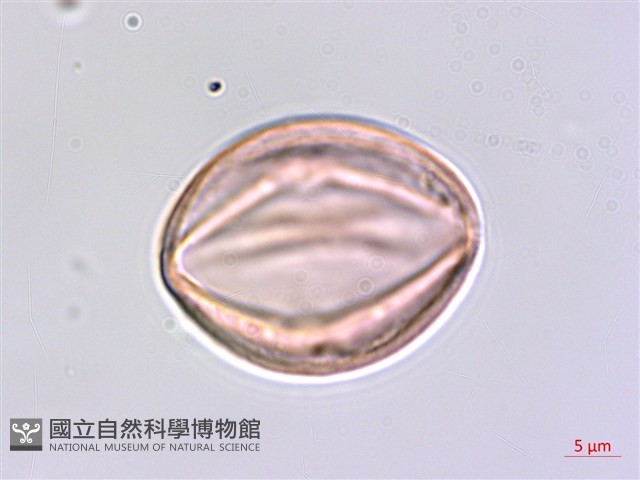 枸杞藏品圖，第3張
