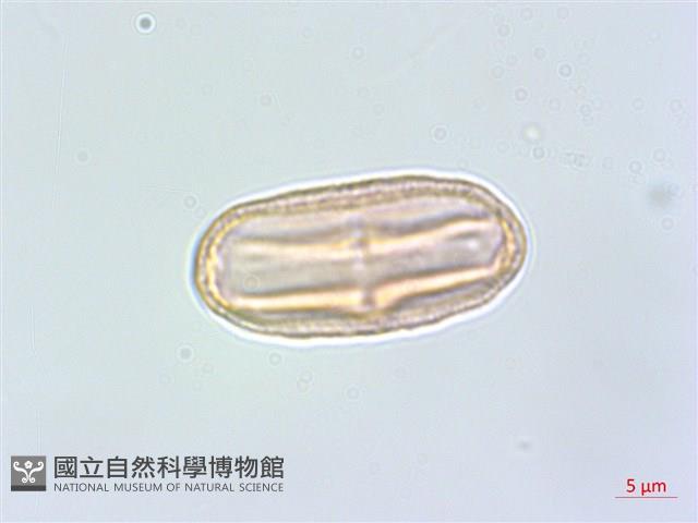 臺灣前胡藏品圖，第3張