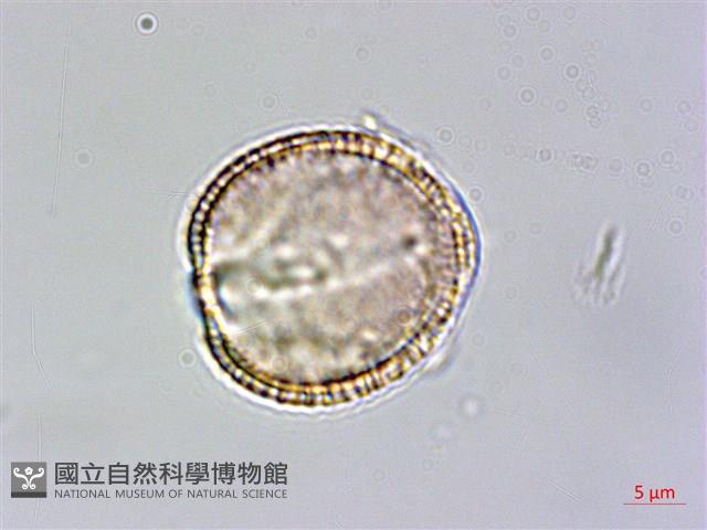 山芥菜藏品圖，第4張