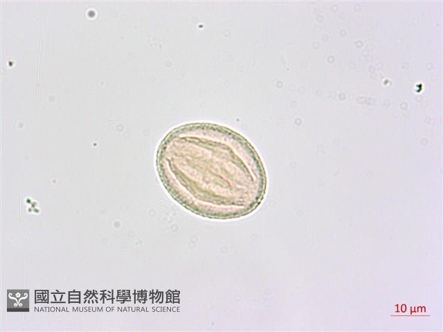 鵝掌柴、江某、鴨腳樹藏品圖，第3張