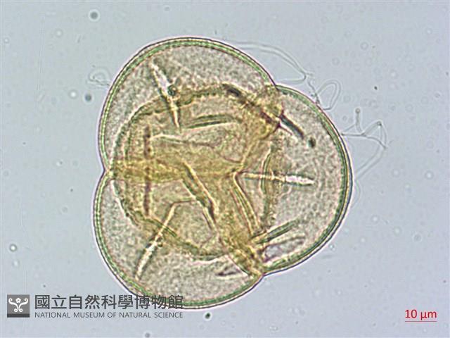 玉山杜鵑藏品圖，第3張