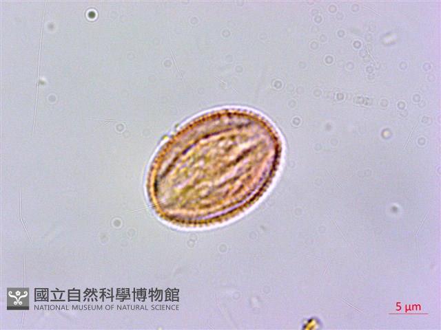 華鉤藤藏品圖，第3張